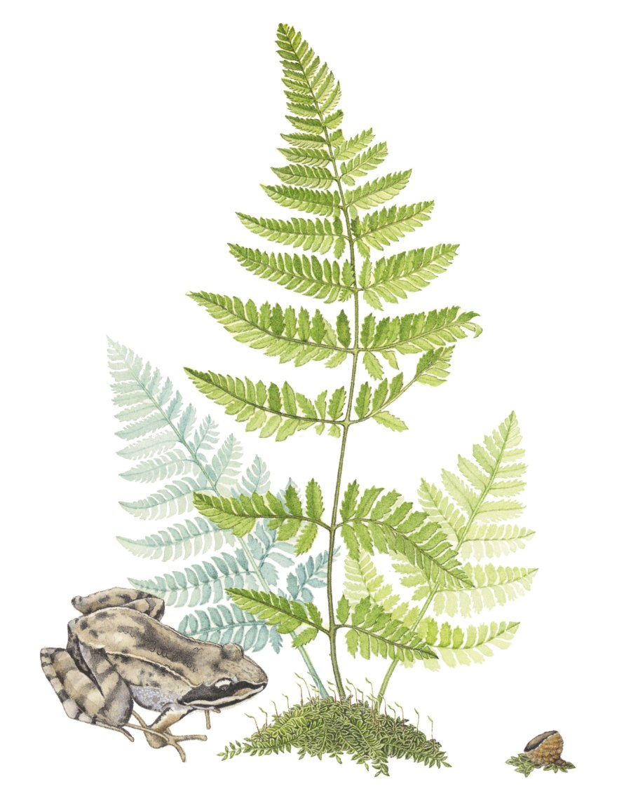 Кочедыжник женский Виктория