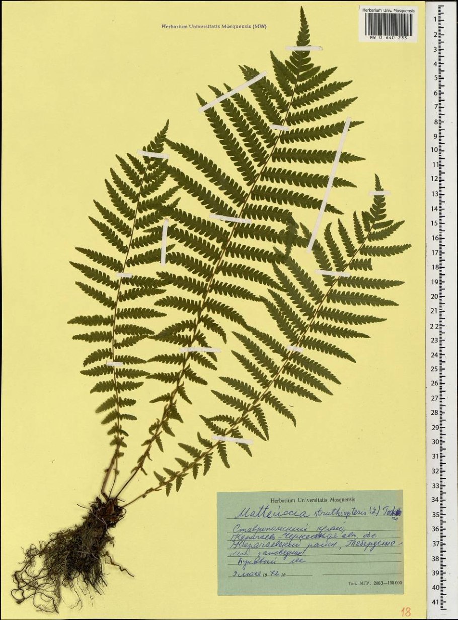 Matteuccia struthiopteris сорусы