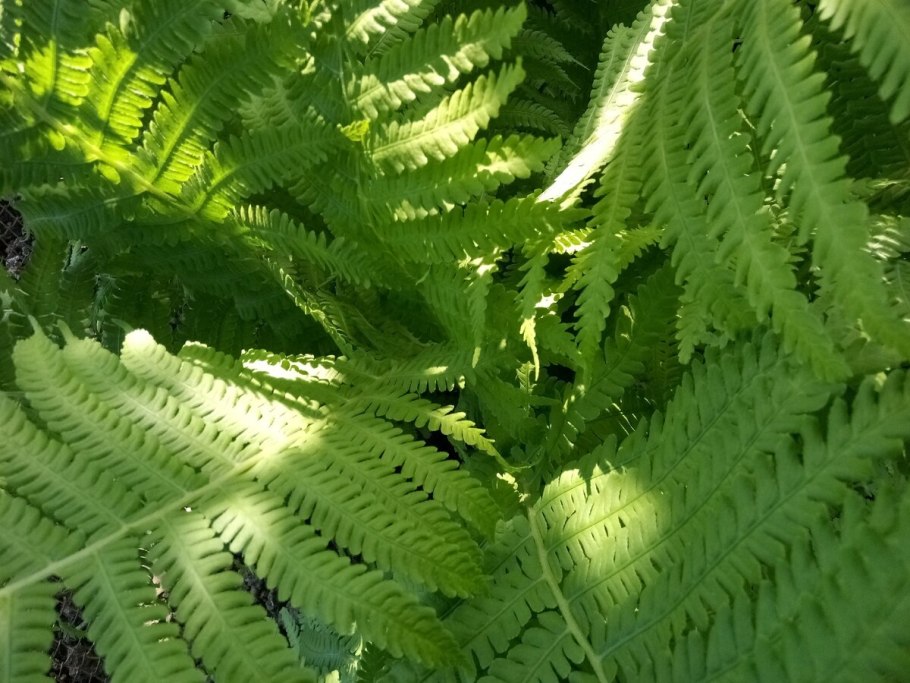 Сорта папоротников комнатных