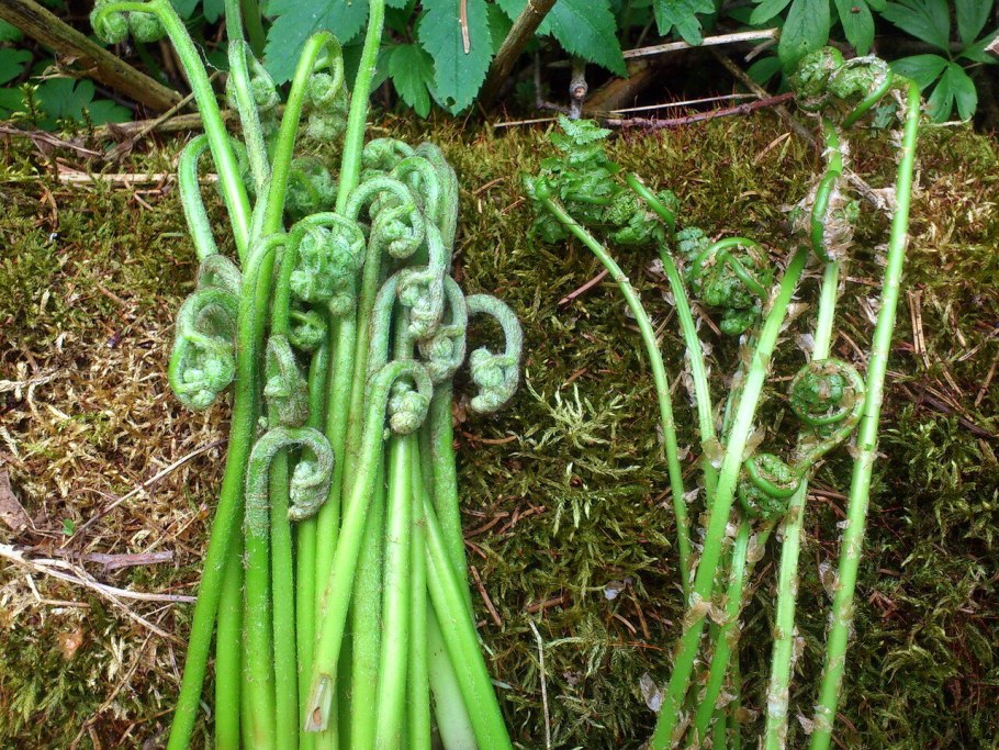 Страусник побеги