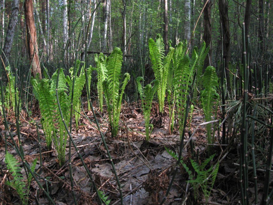 Страусник обыкновенный