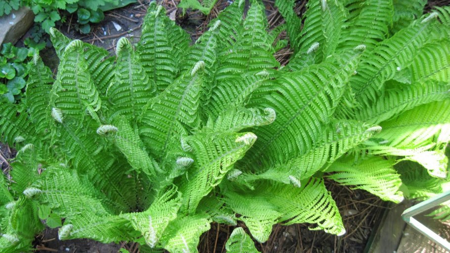 Папоротник садовый страусник
