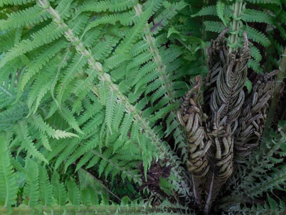 Многорядник страусник обыкновенный