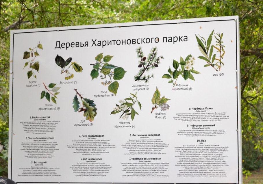 Гидрофиты стрелолист