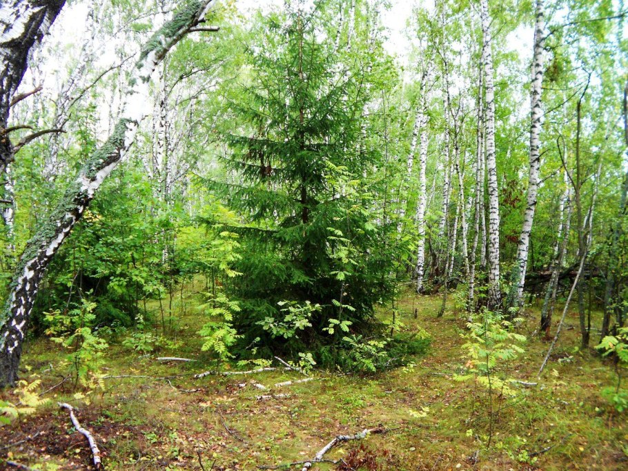 Лес с мезолитами Челябинская область фото и описание
