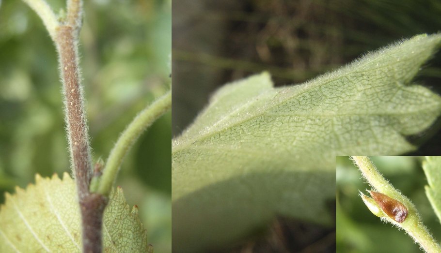 Низинные болота береза ольха Ива