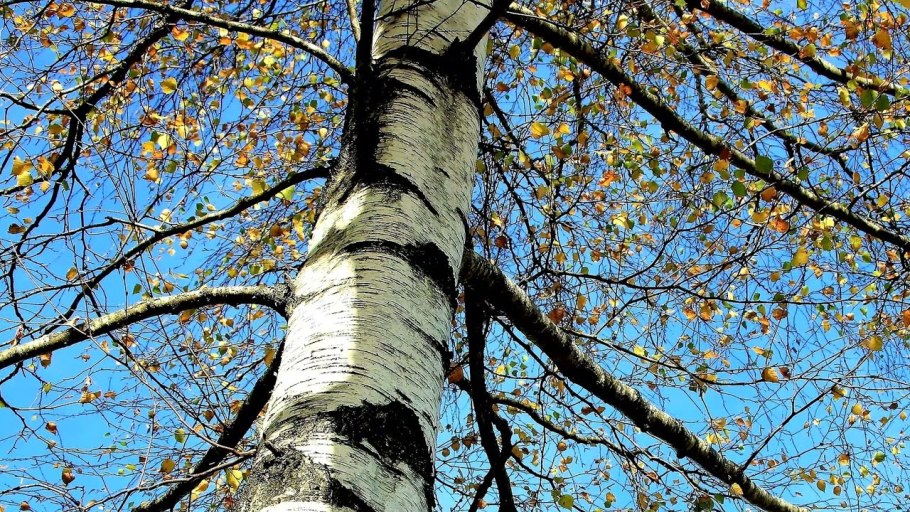 Береза пушистая красивое фото