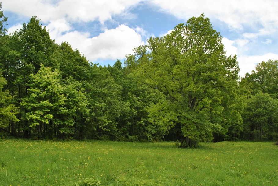 Береза повислая семена