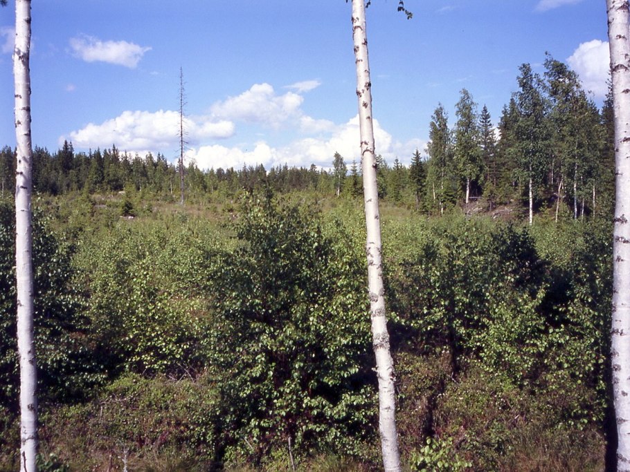 Березовые сережки на белом фоне