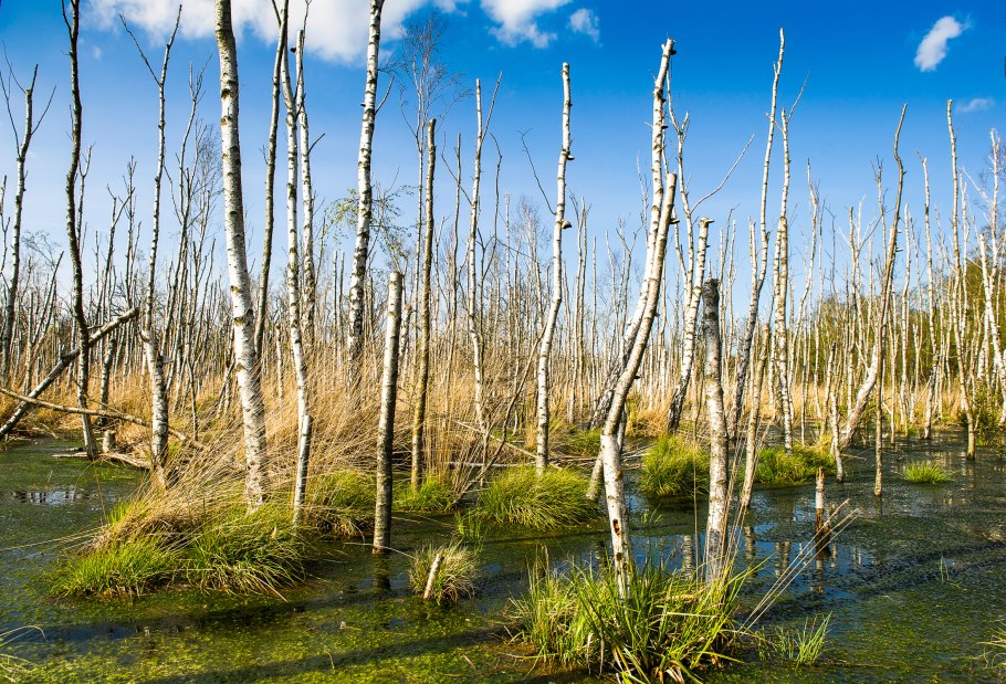 Березовое криволесье Хибины