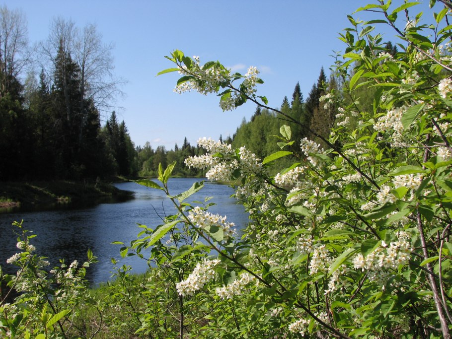 Осина листья и плоды