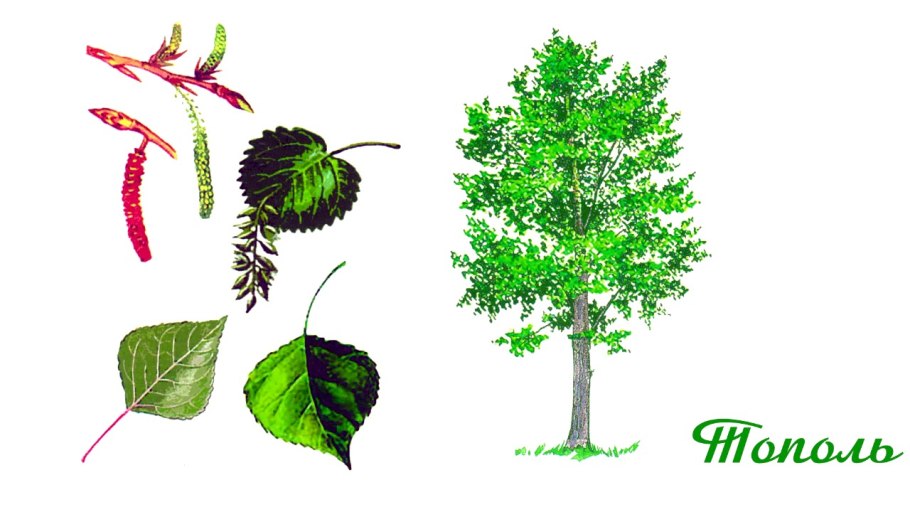 Растение овсяница красная