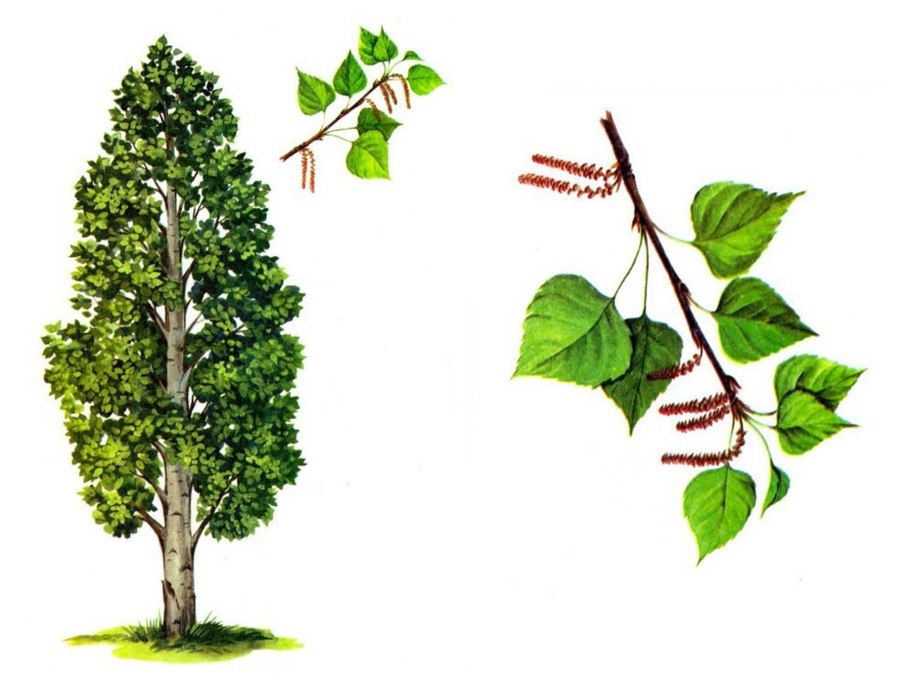 Берёза пушистая Betula pubescens Ehrh.