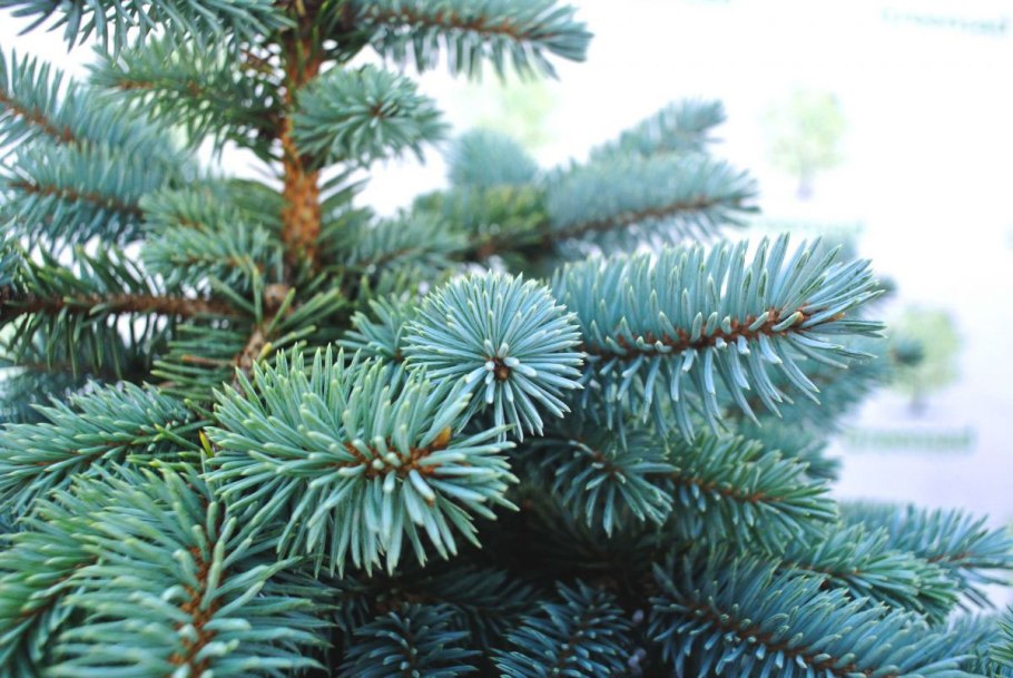 Ель колючая Мисти Блю