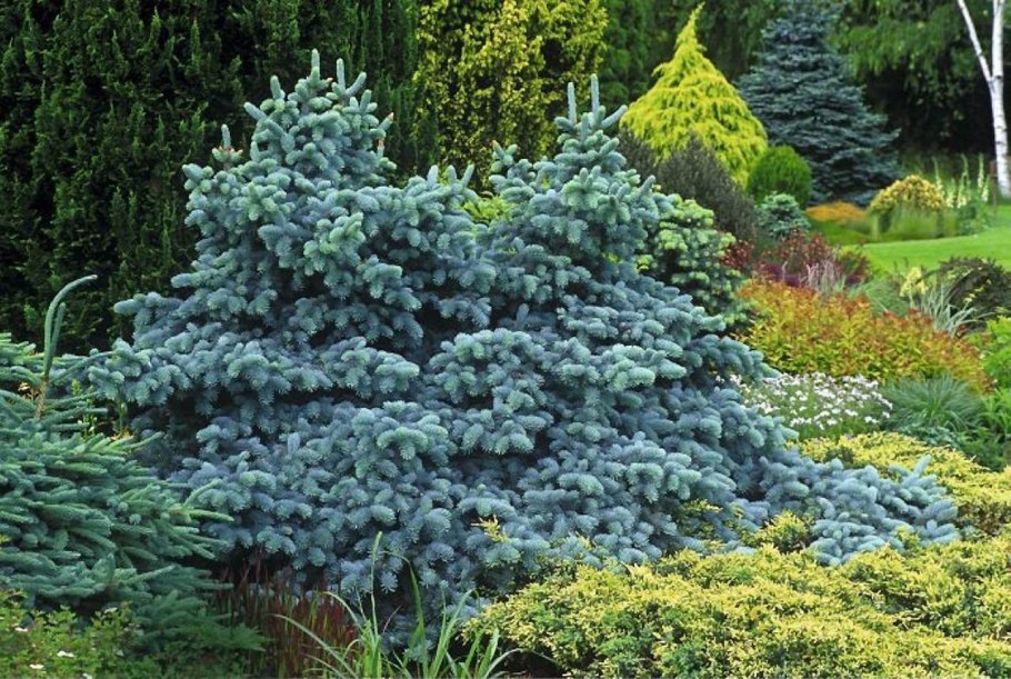 Picea pungens glauca prostrata