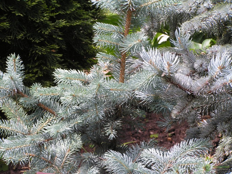 Ель колючая Хупси