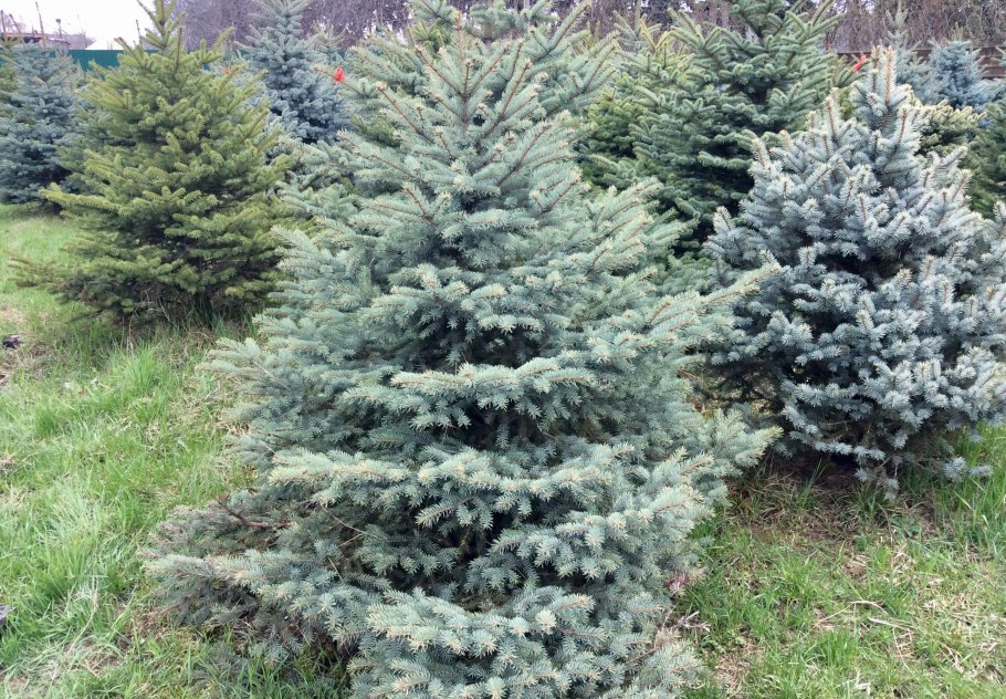 Ель Глаука Аризоника