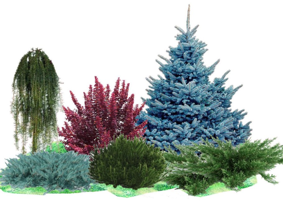 Ель колючая glauca Misty Blue