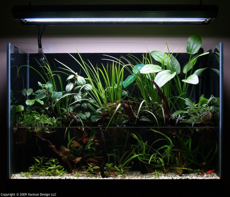 Палюдариум акваскейп