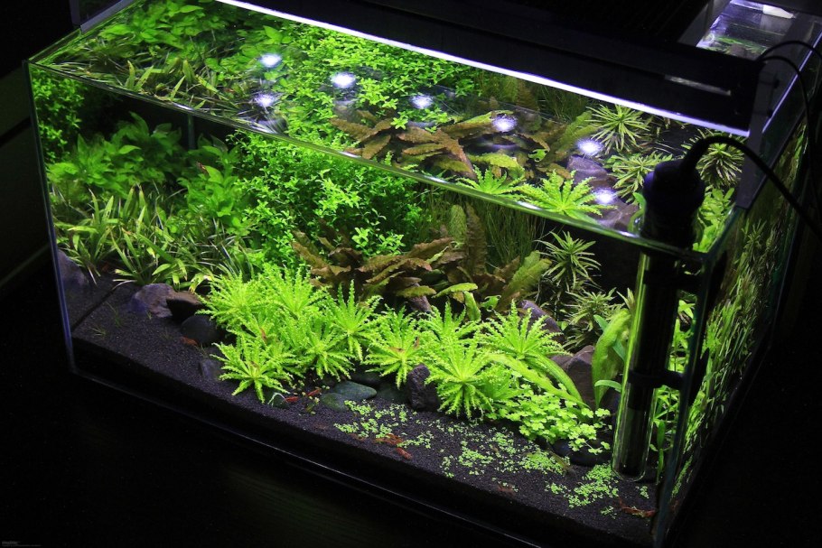 Что такое травник в аквариуме травник