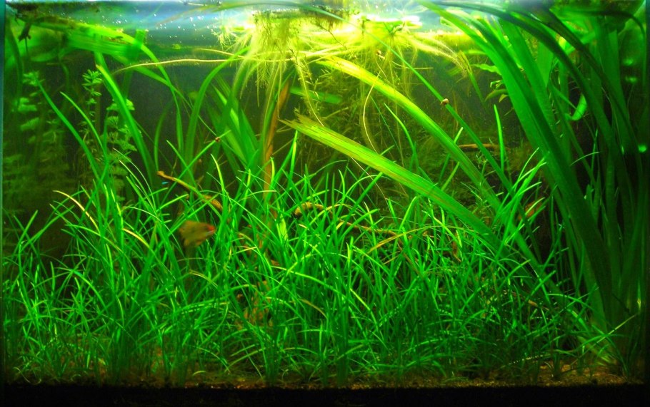 Валлиснерия натанс