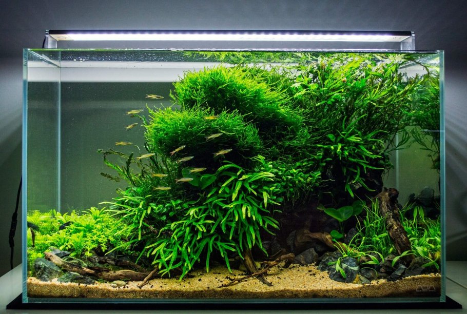 Травник аквариум акваскейп