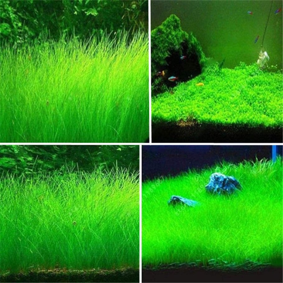 Газон в аквариуме