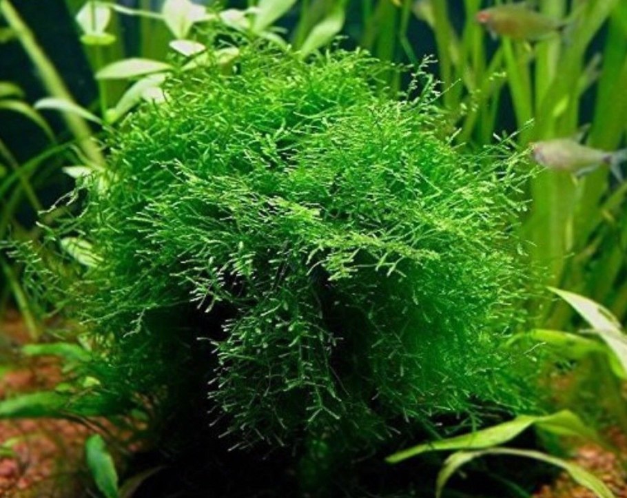 Мох яванский (java Moss)