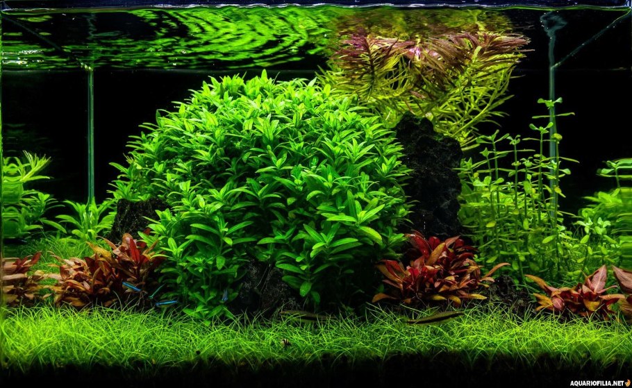 Аквариумные растения на дереве