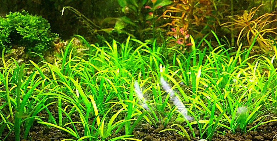 Сагиттария субулата Sagittaria subulata
