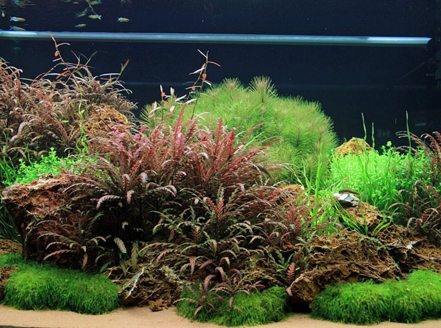 Гигрофила Пиннатифида Hygrophila pinnatifida