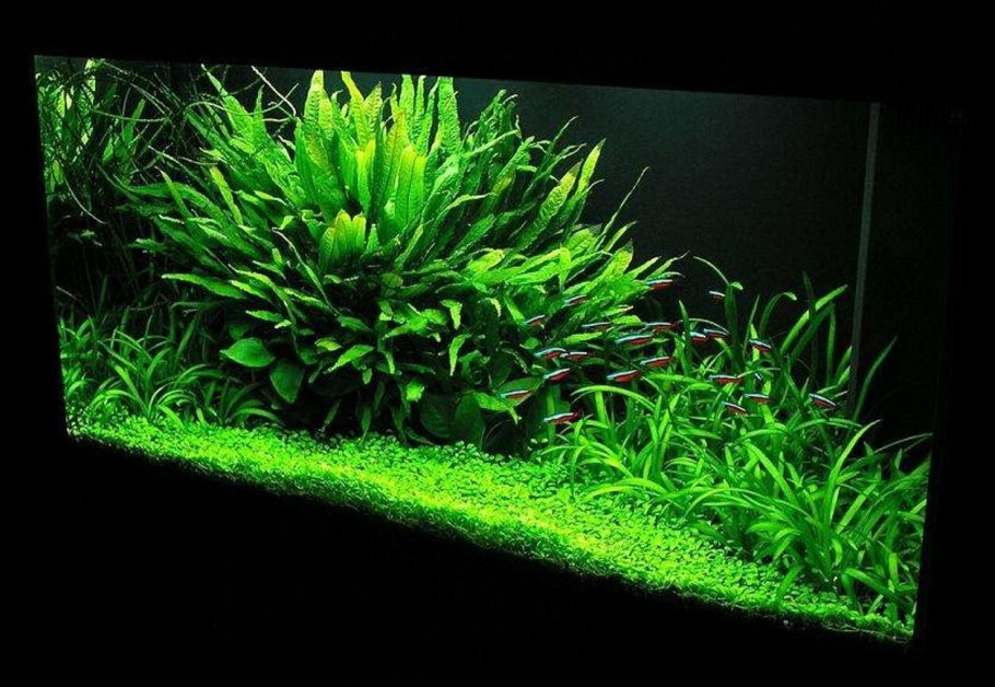 Акваскейп из анубиасов