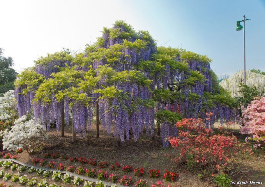 Глициния парк цветов Асикага Япония