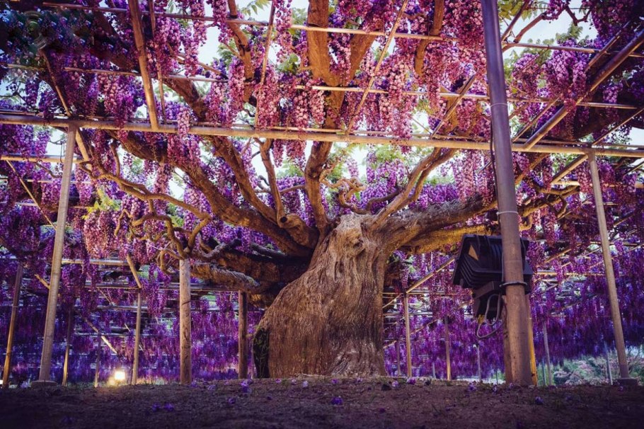 144-Летняя Глициния в Японии