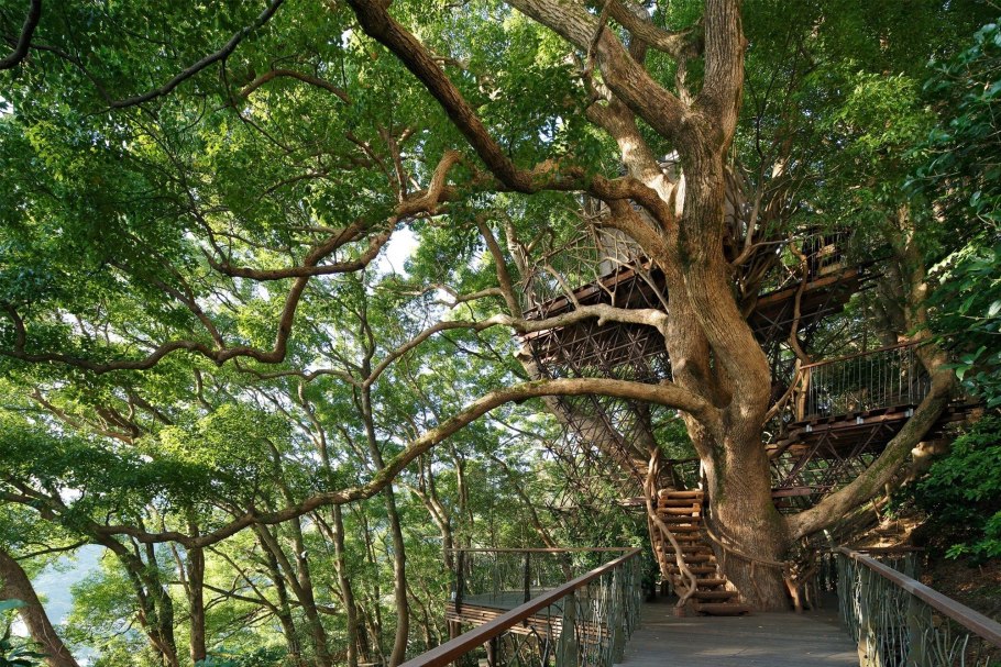 Камфорное дерево в Японии