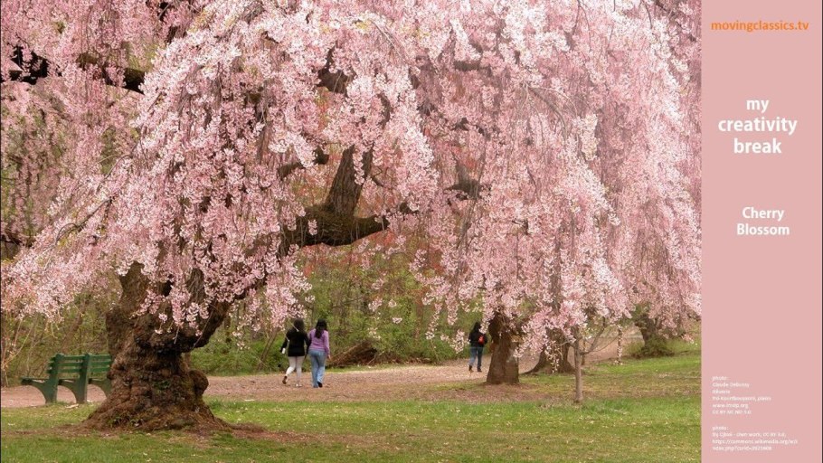 Черри блоссом дерево