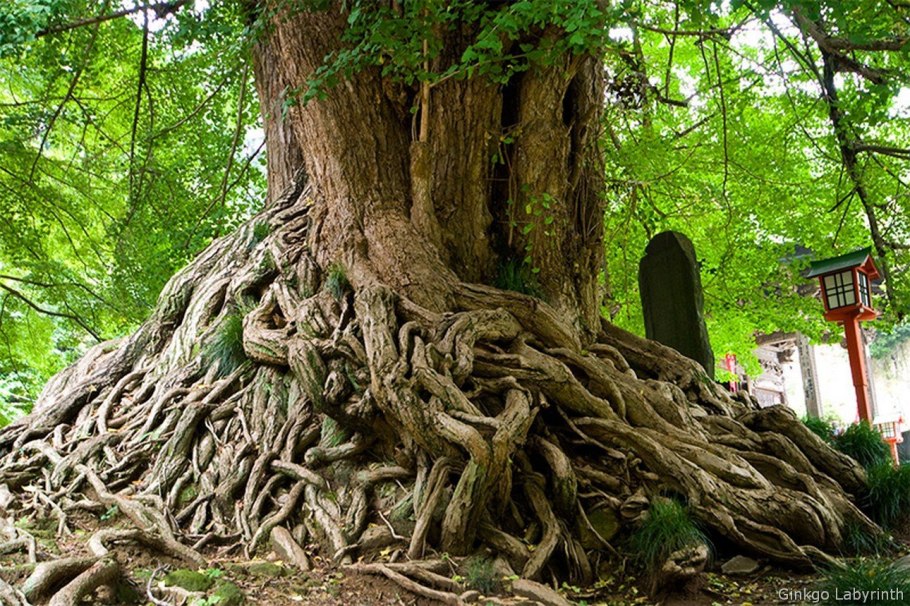 Реликтовое дерево гинкго