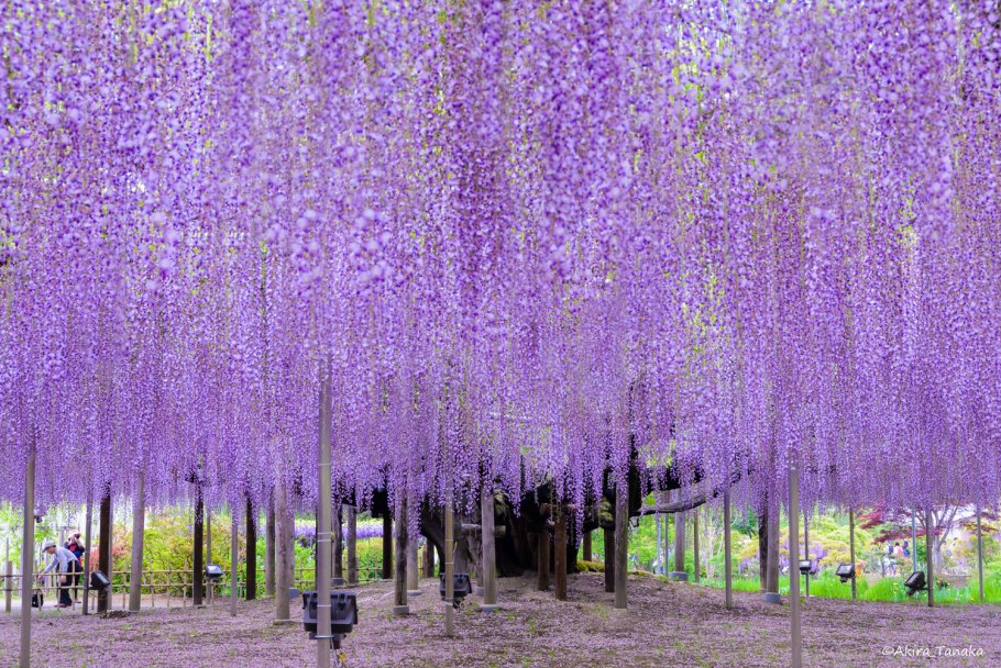 Белая Глициния в парке Асикага