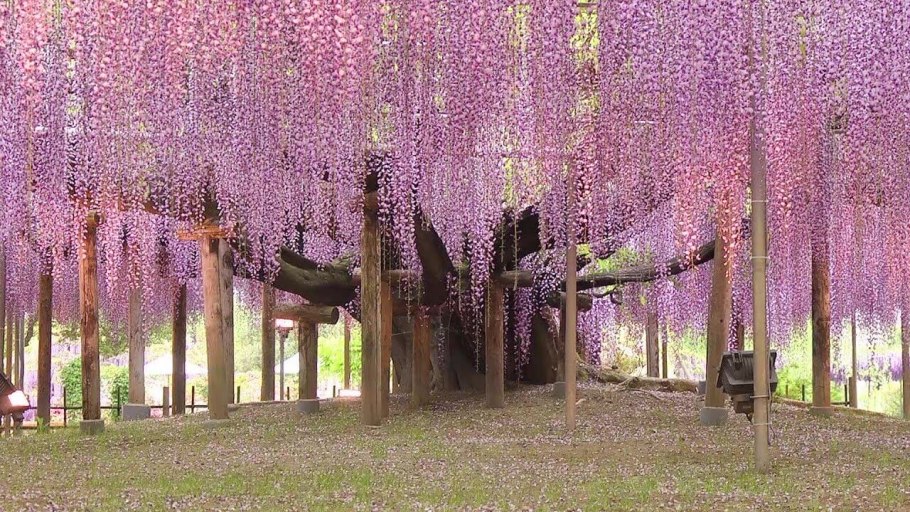 Wisteria NICHIRIN