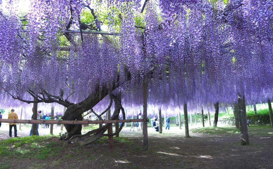 Сад Кавати Фудзи