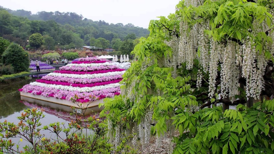 Парк цветов Асикага