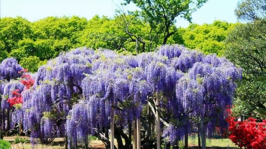 Глициния ниваки