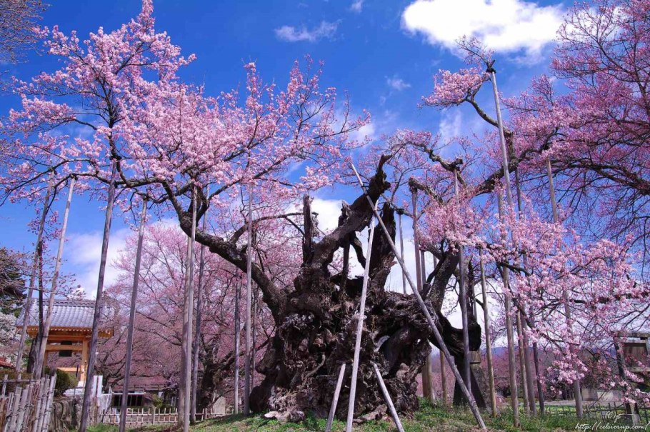 Джиндай Сакура