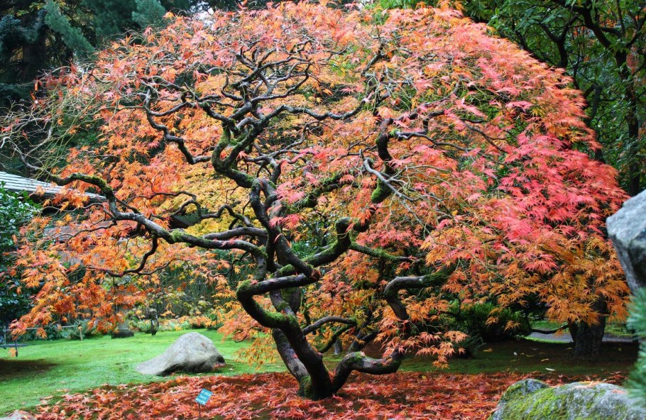 Японский клен Орегон