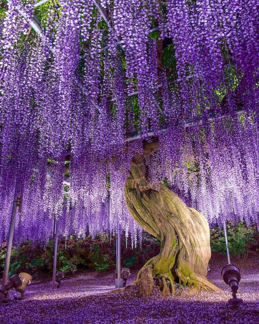 Сад цветов Кавати Фудзи