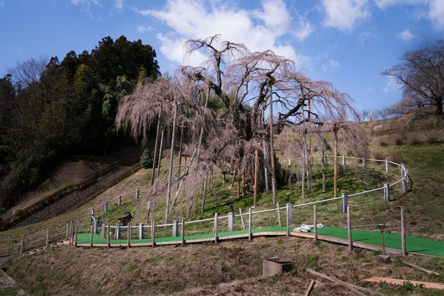 Самые большие деревья Японии