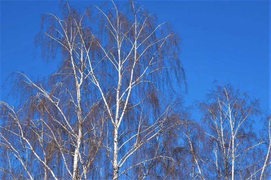 Макушки берез