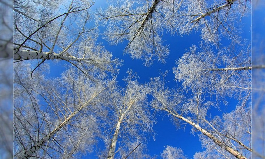 Береза в инее