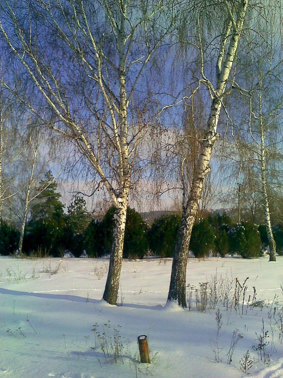 Береза зима