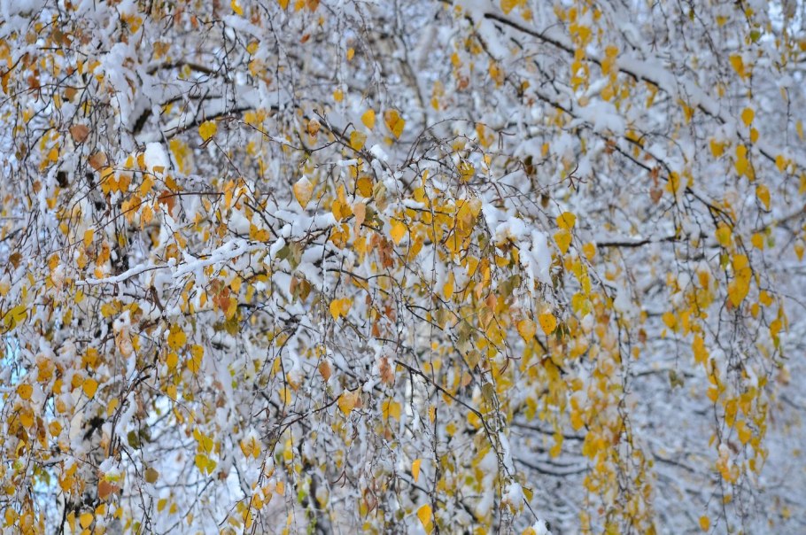 Осенние березы в снегу